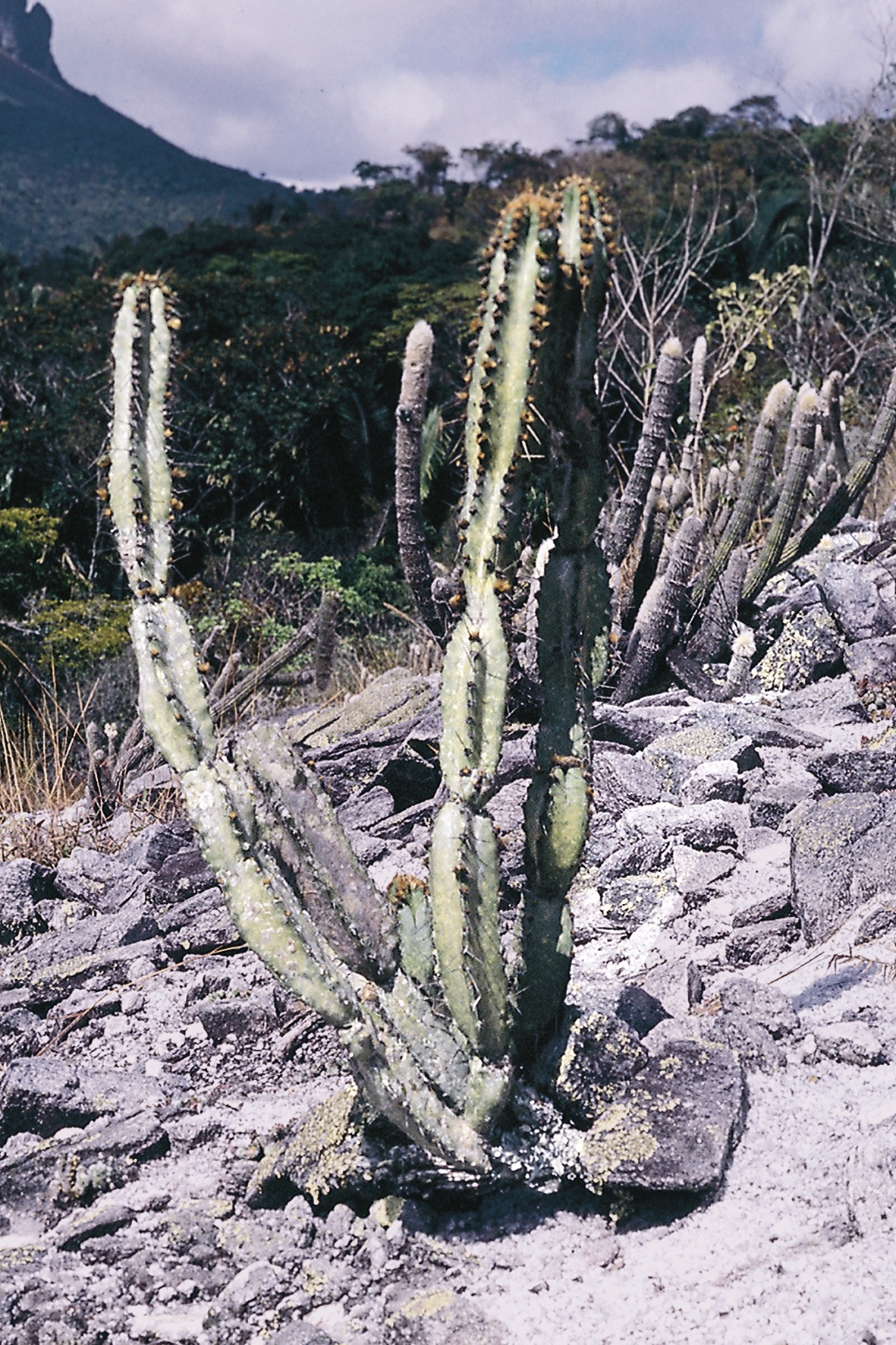 Cipocereus crassisepalus
