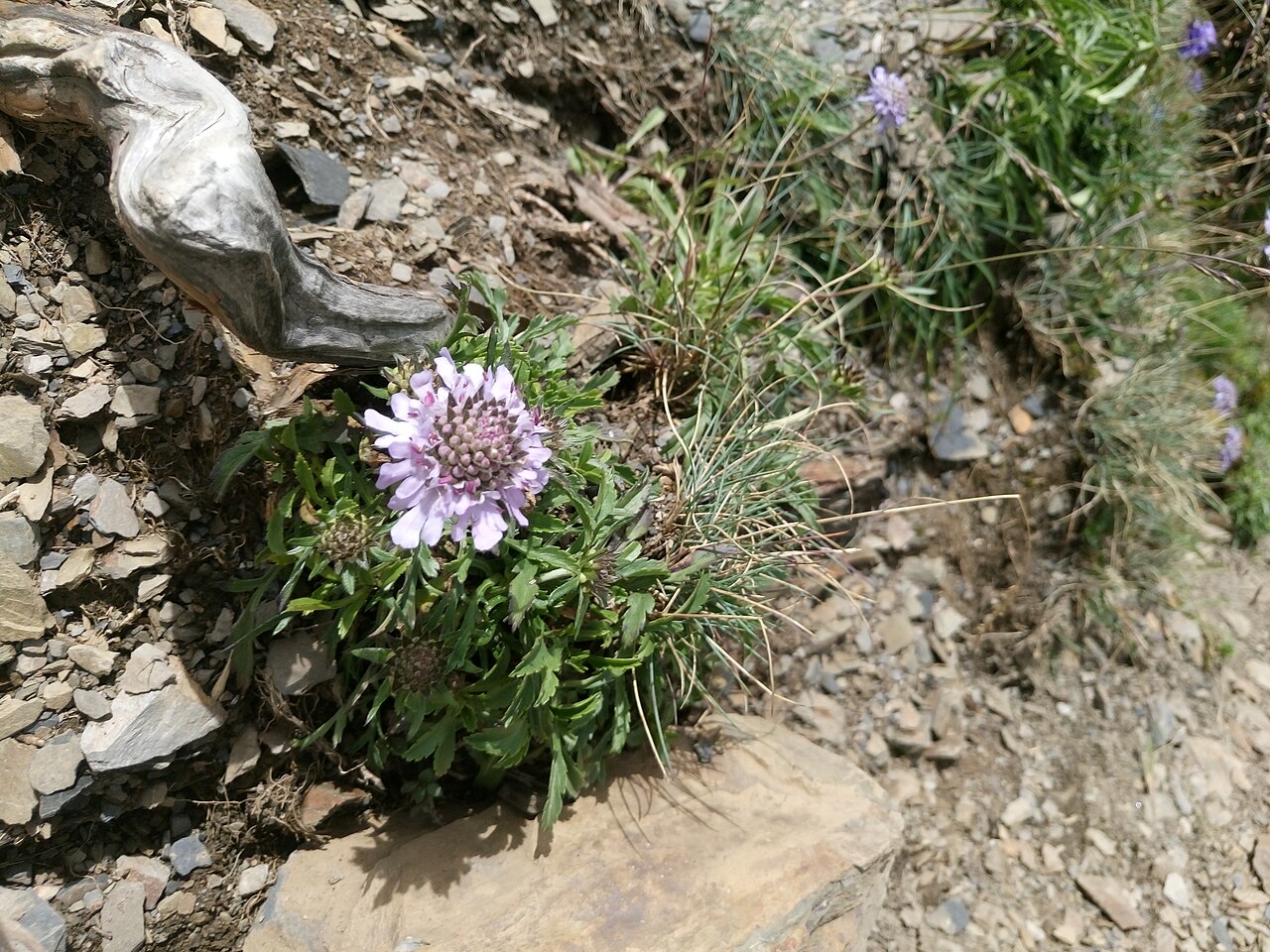 Scabiosa lacerifolia