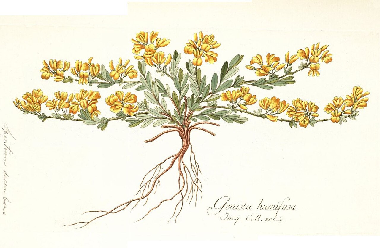 Genista humifusa