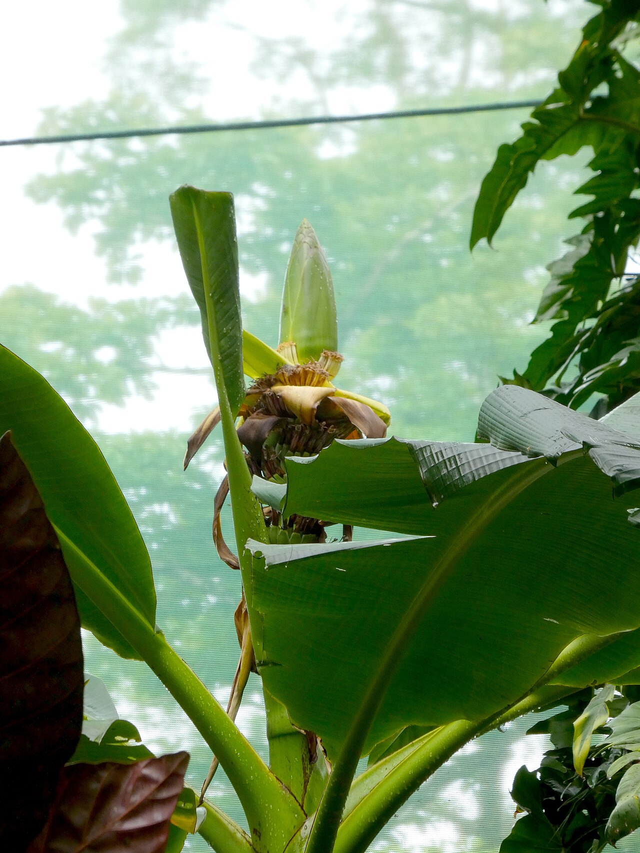 Musa jackeyi