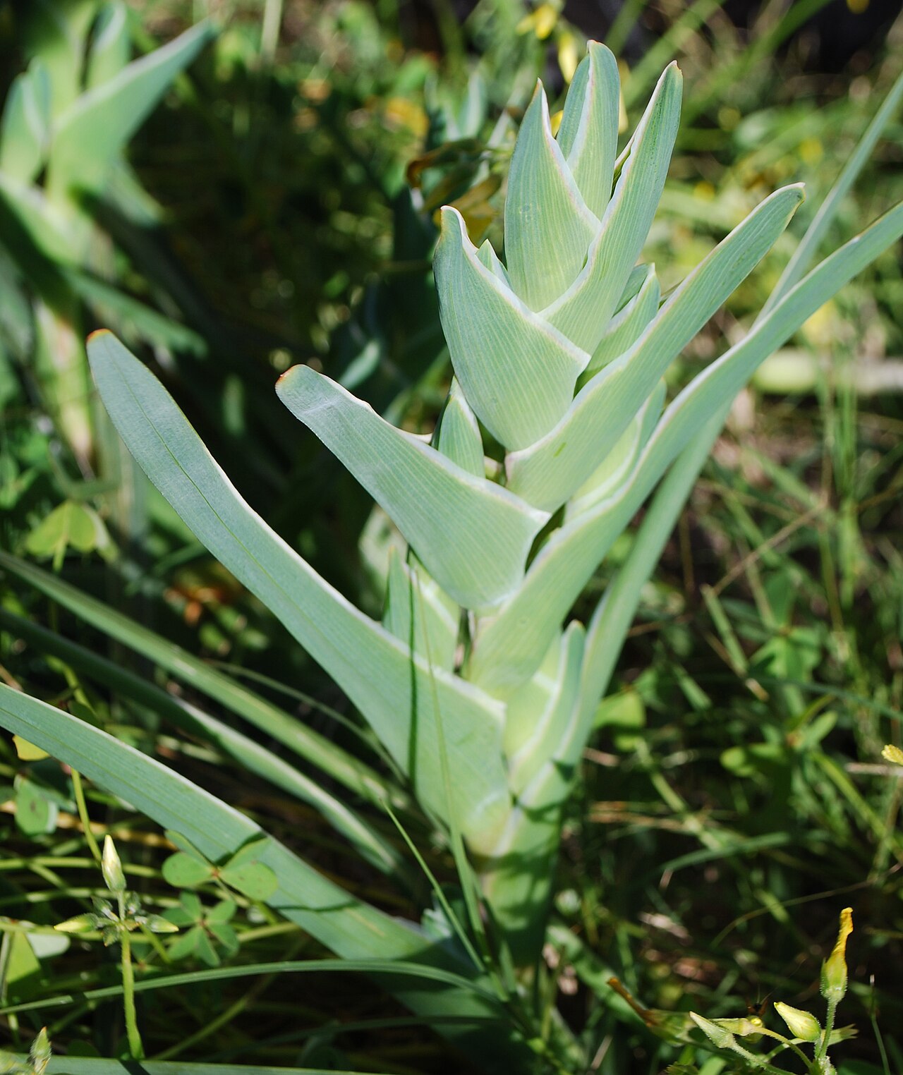 Ferraria crispa