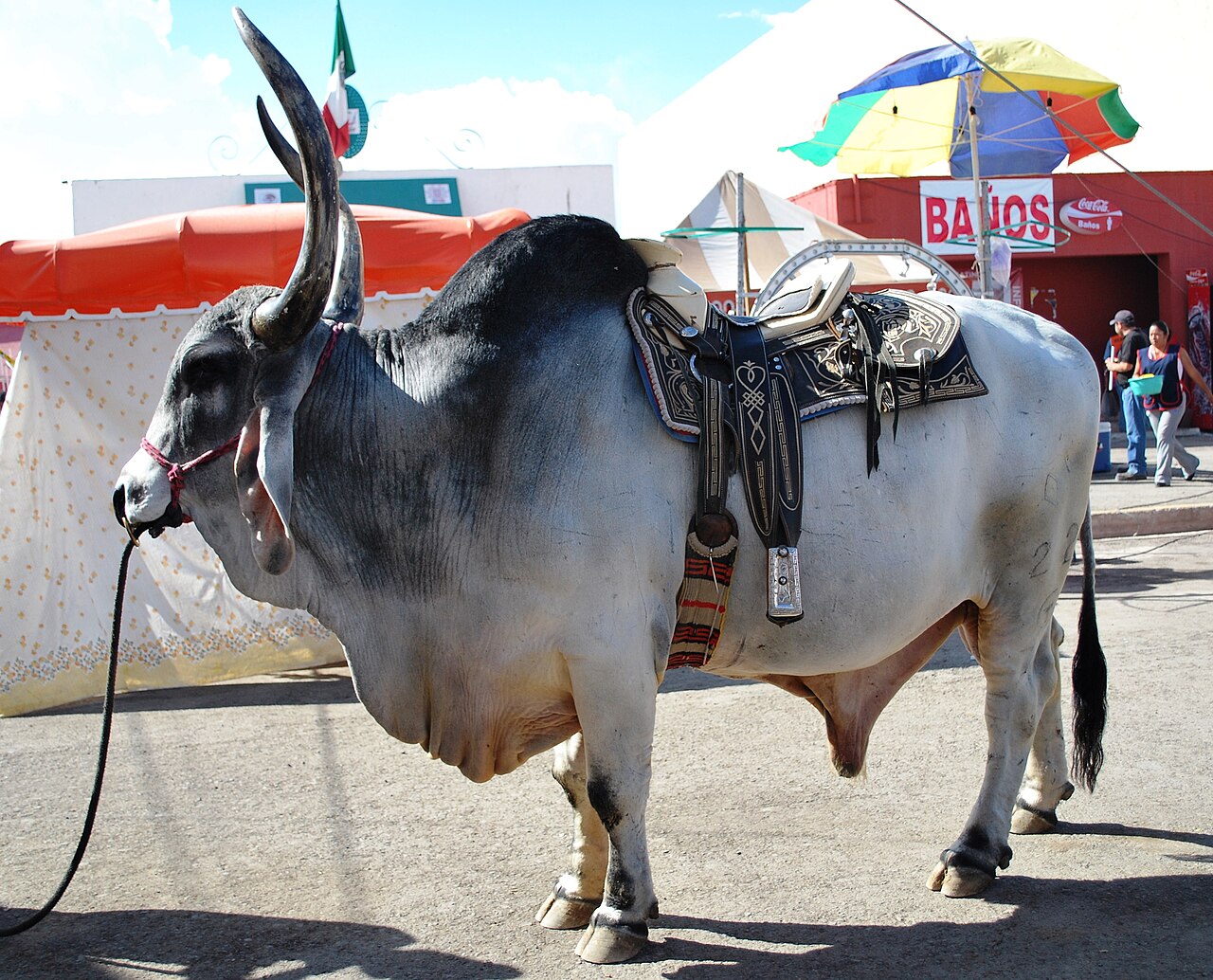 Brahman cattle