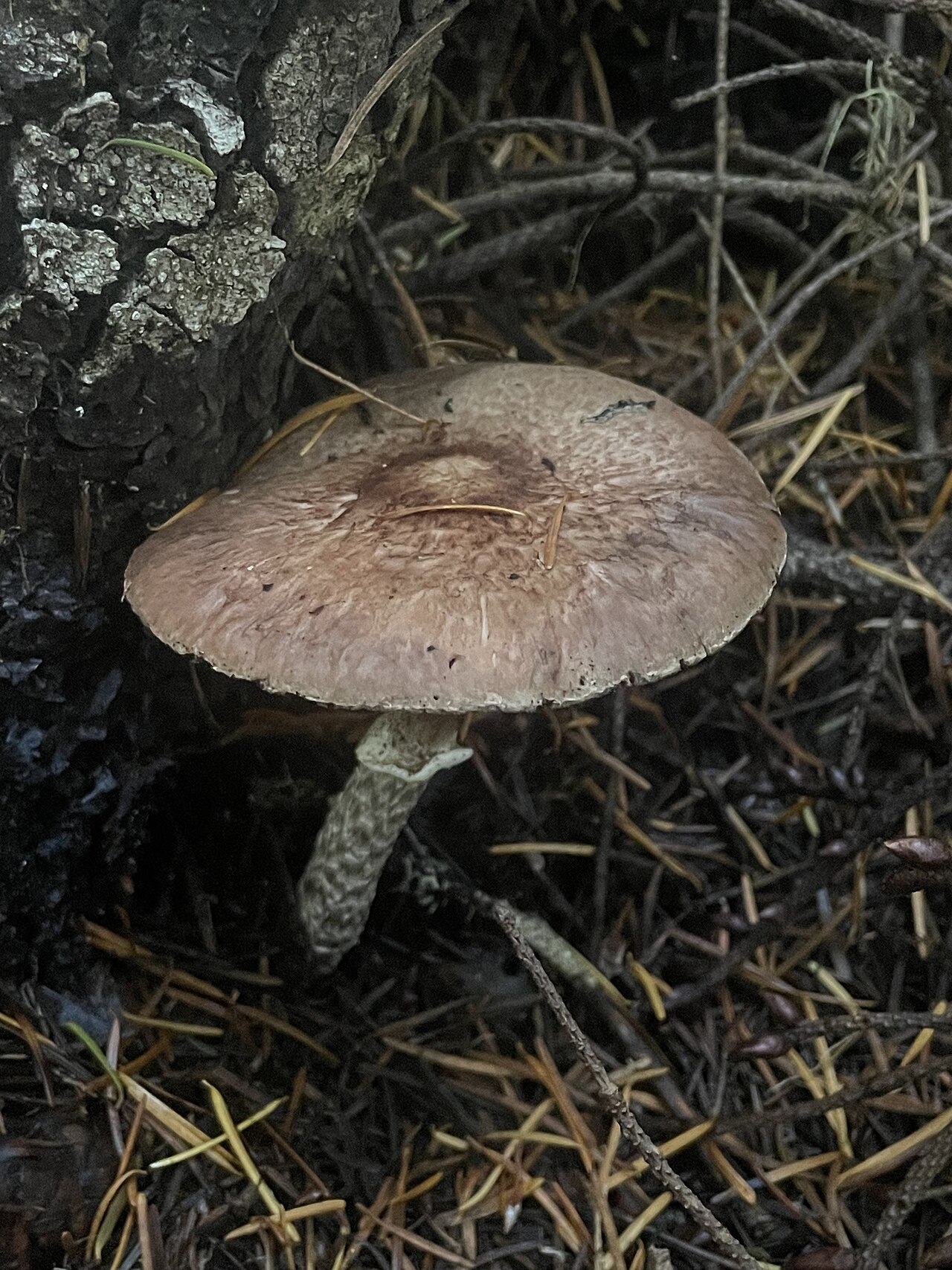 Wine-colored Agaricus