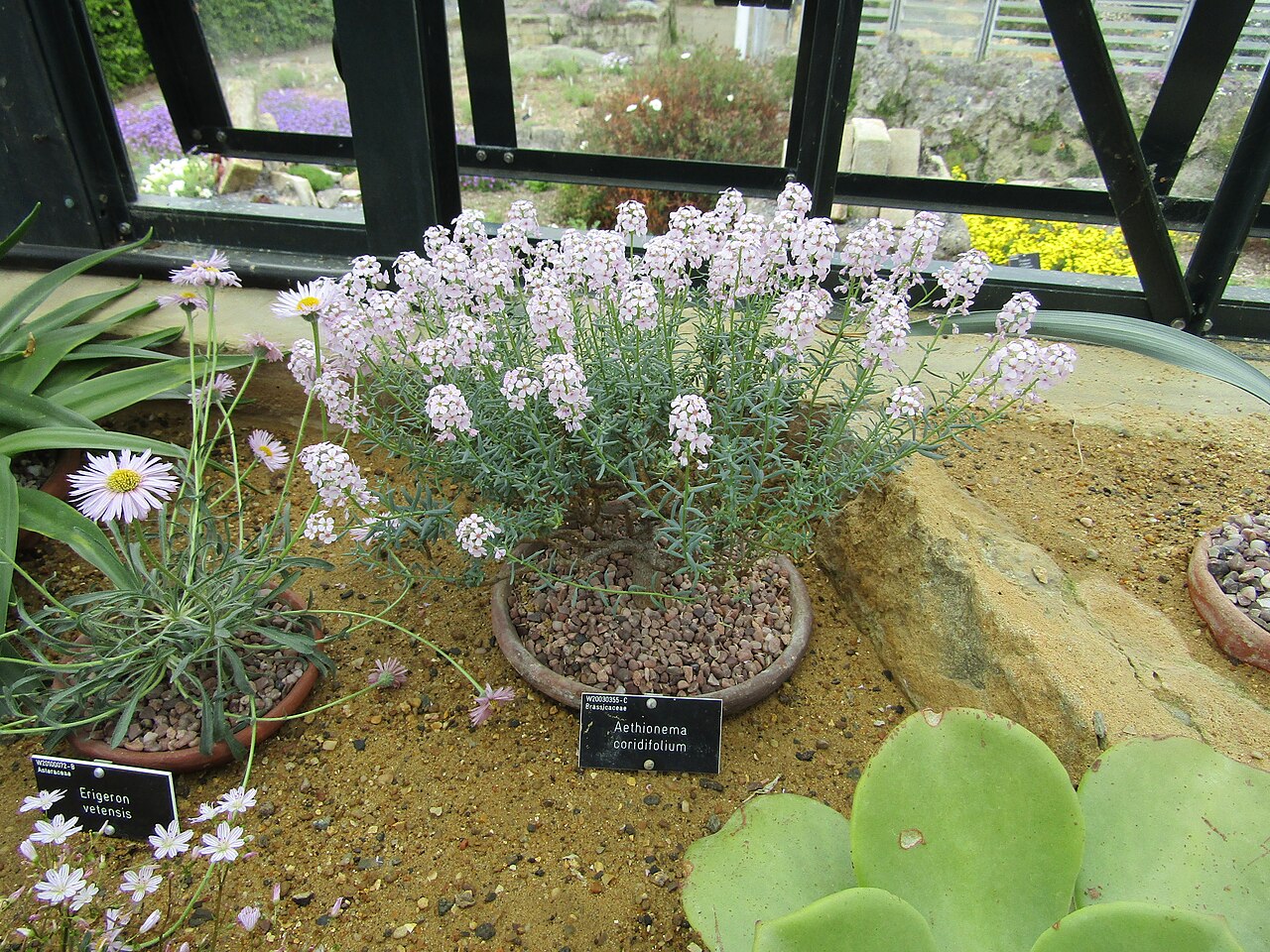 Aethionema coridifolium