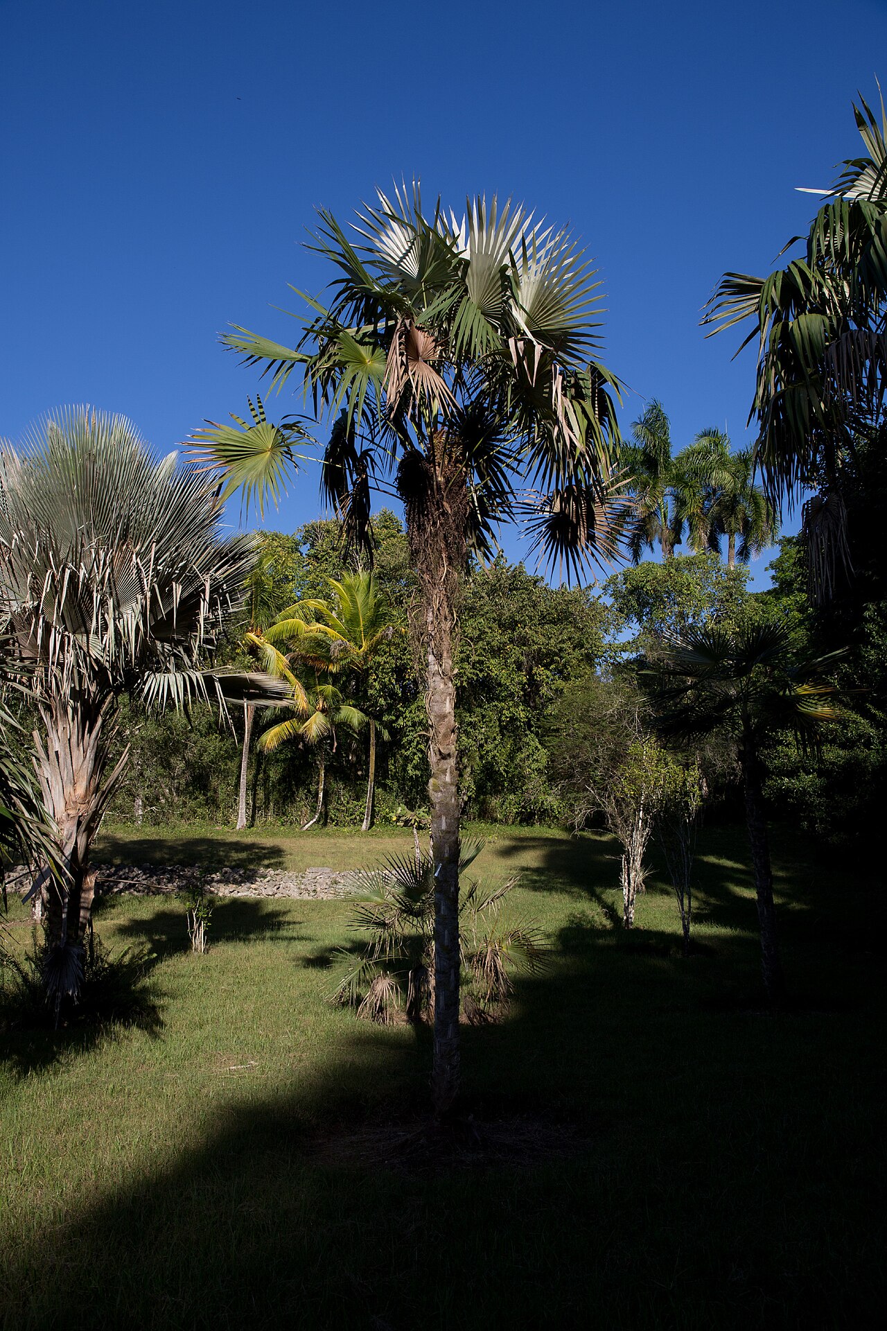 Coccothrinax victorini