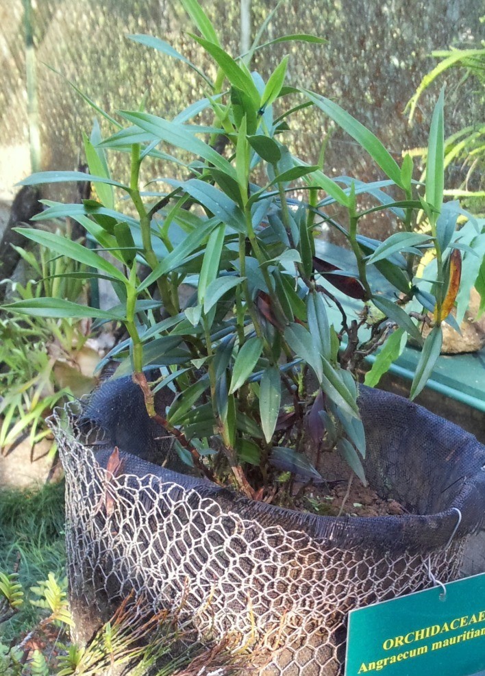 Angraecum mauritianum