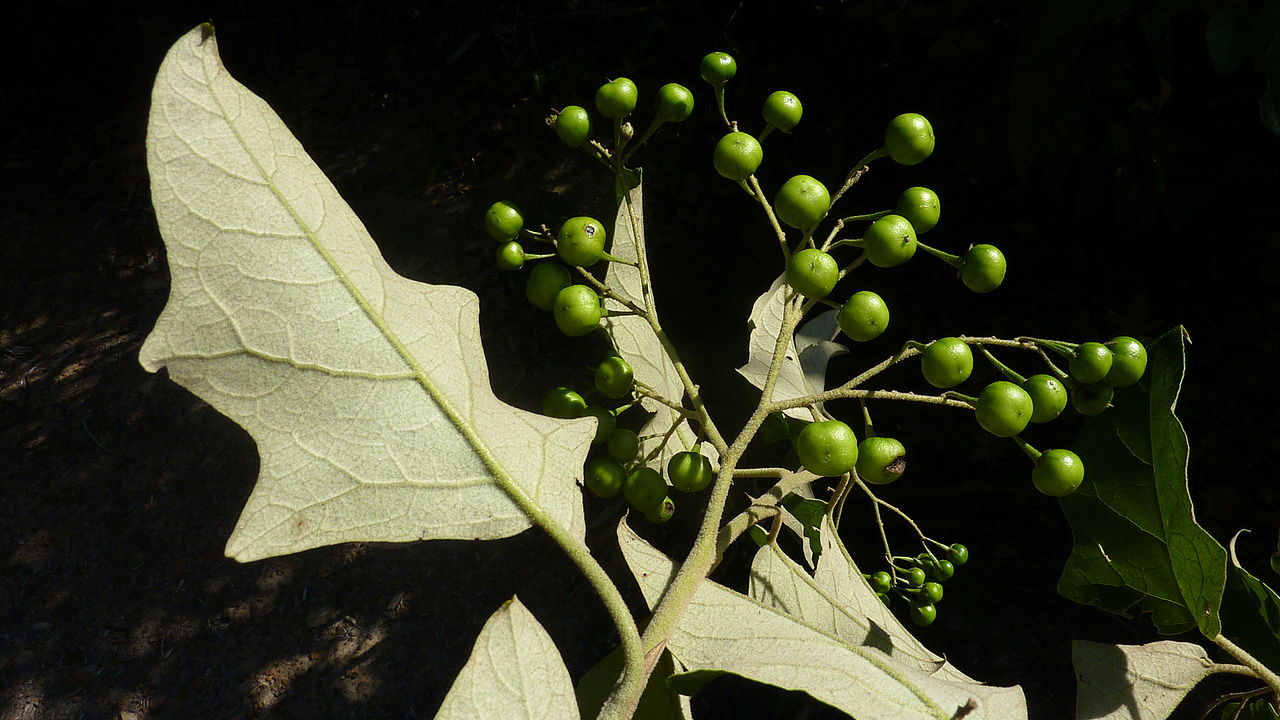 Jurubeba