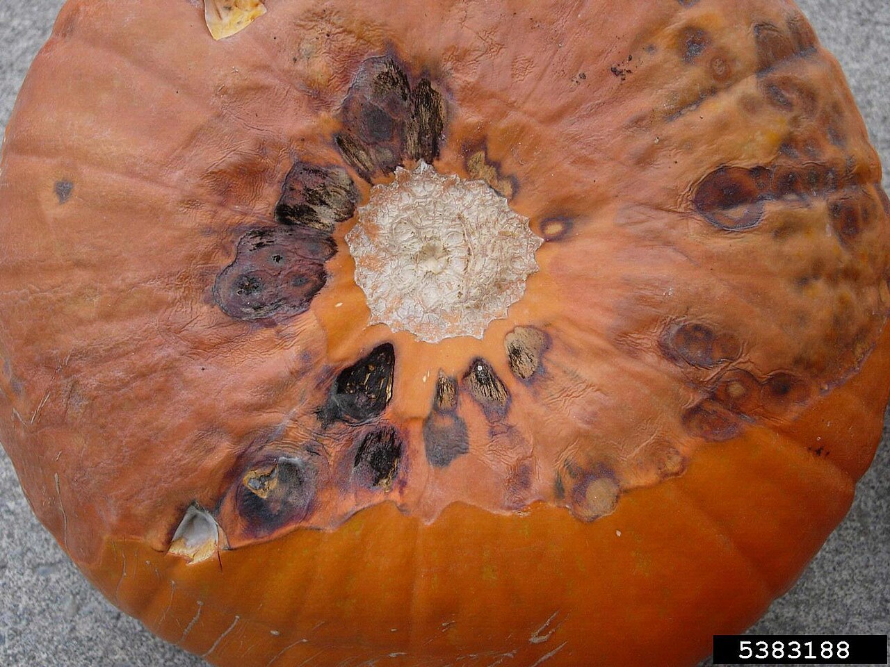 Alternaria