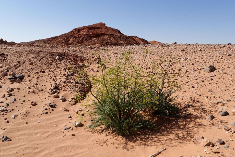 Ferula longipes