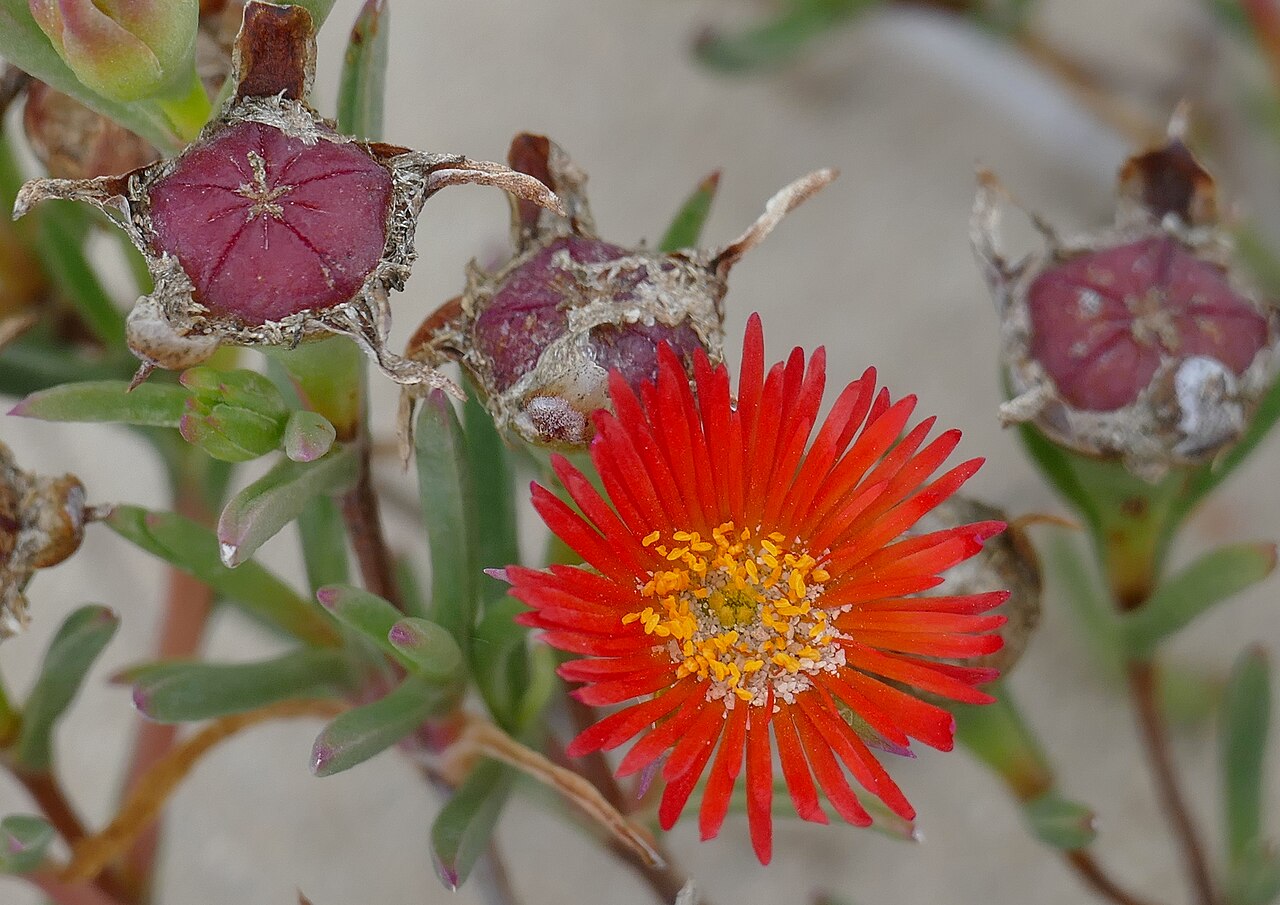 Lampranthus fergusoniae