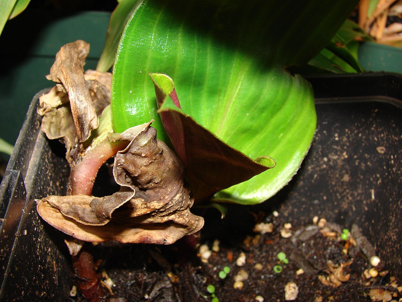 Geogenanthus ciliatus
