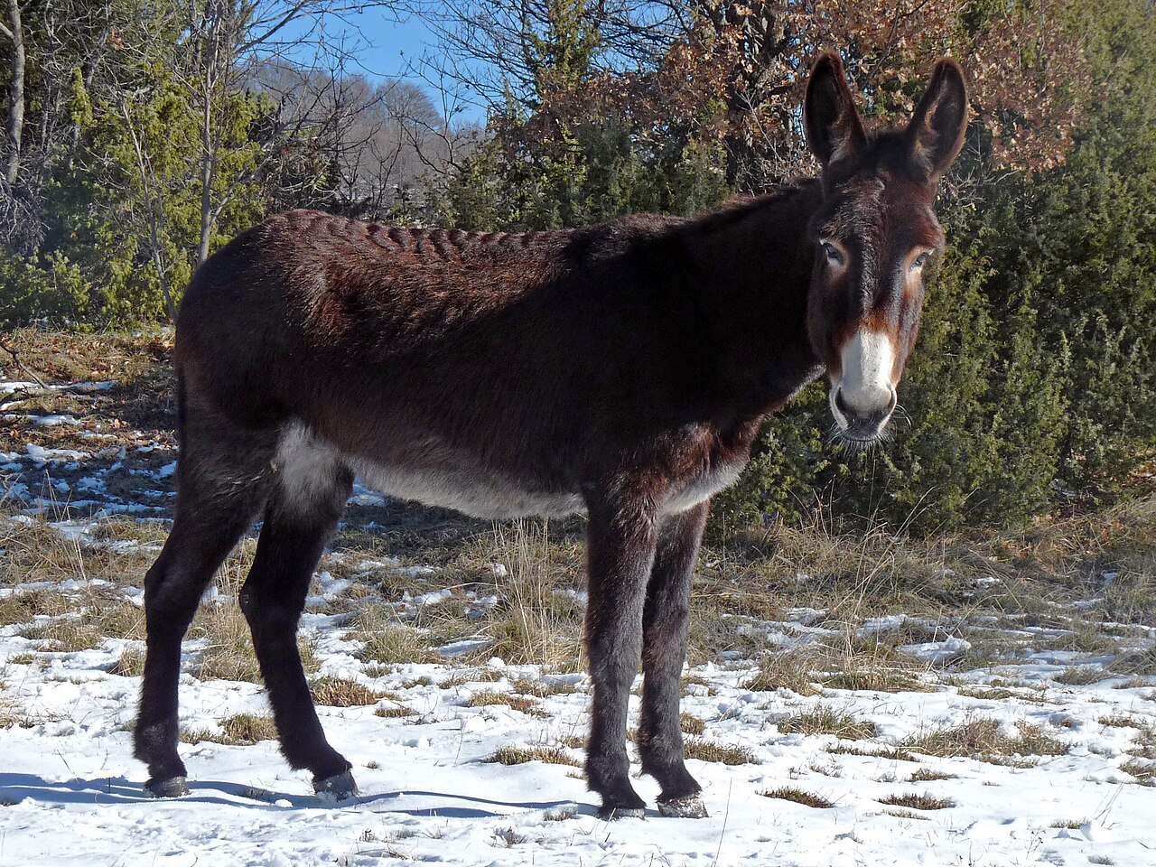 Catalan donkey