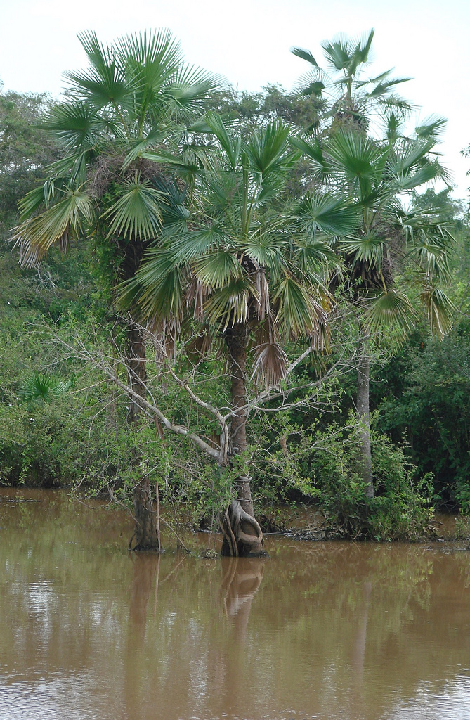 Copernicia tectorum
