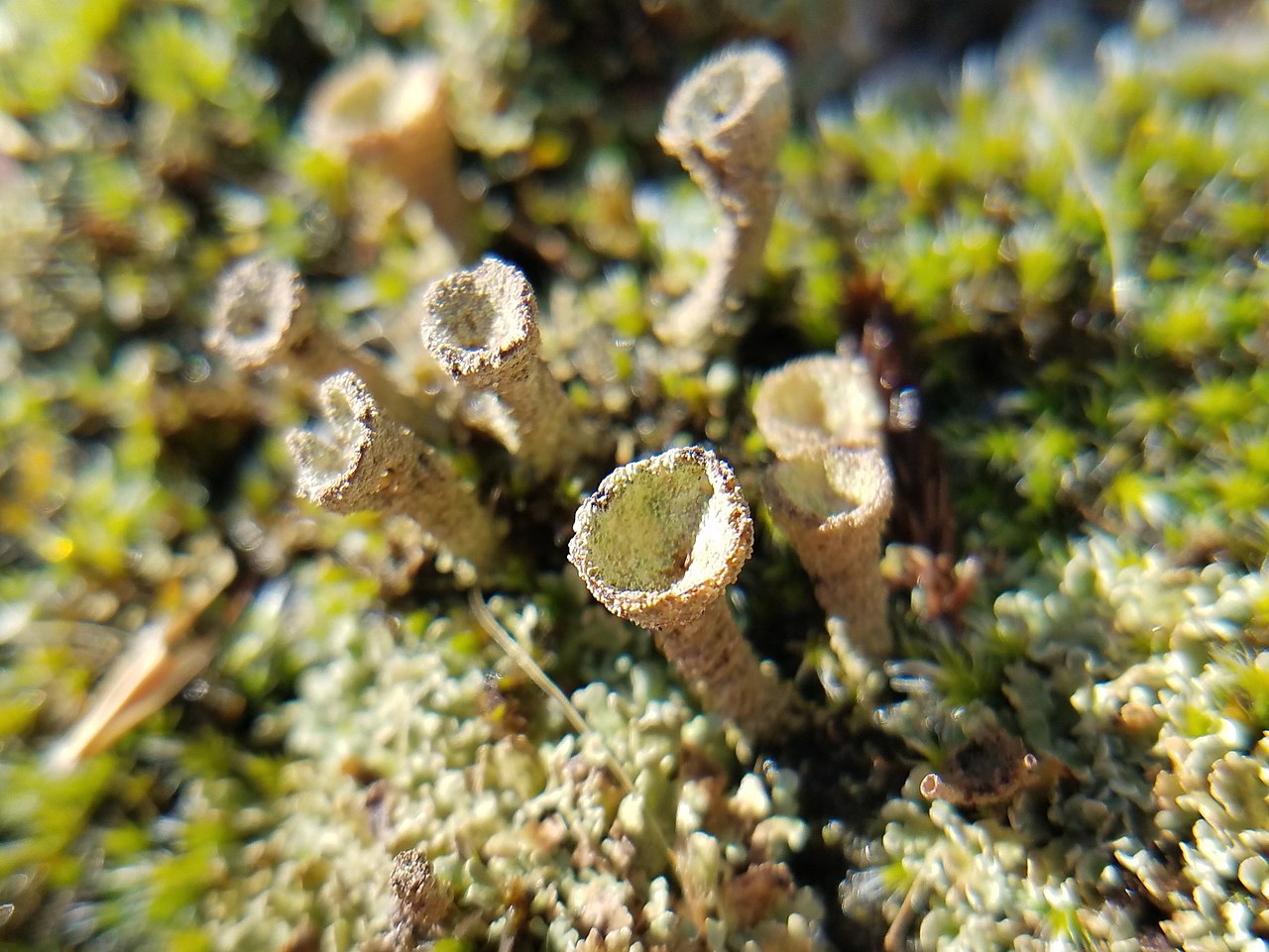 Gray's cup lichen or Gray's pixie cup