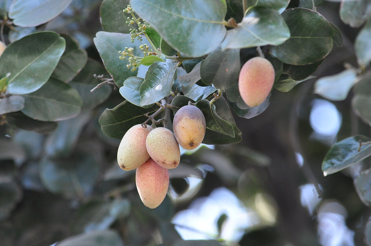 Northern acorn tree