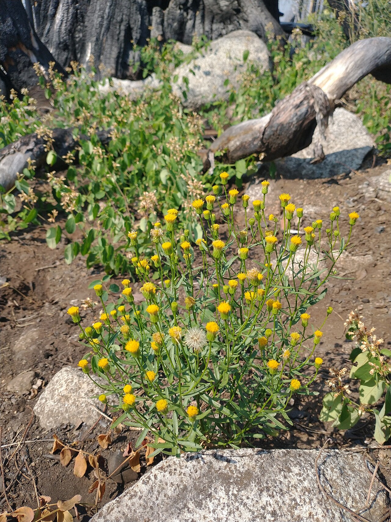Eucephalus breweri