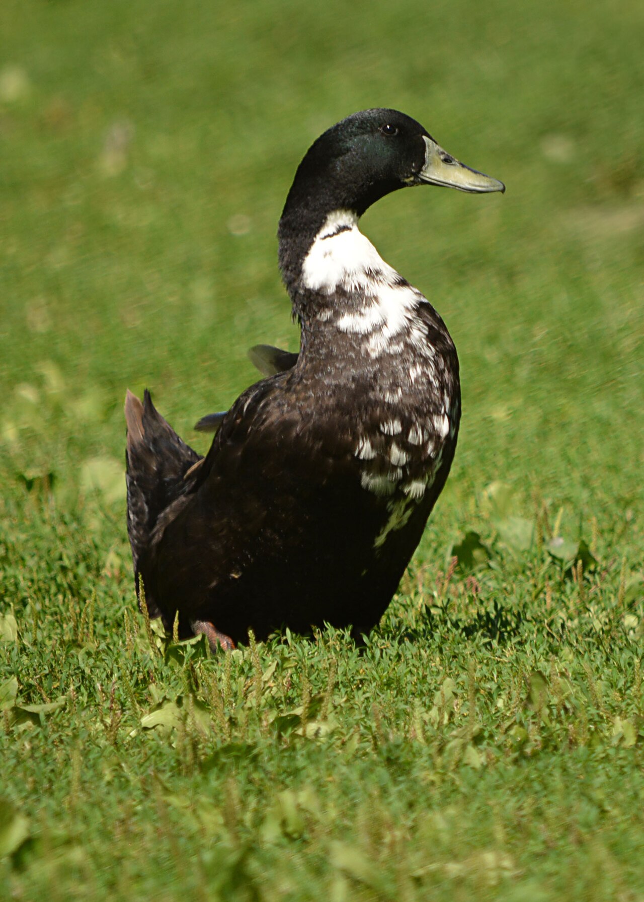 Swedish blue duck