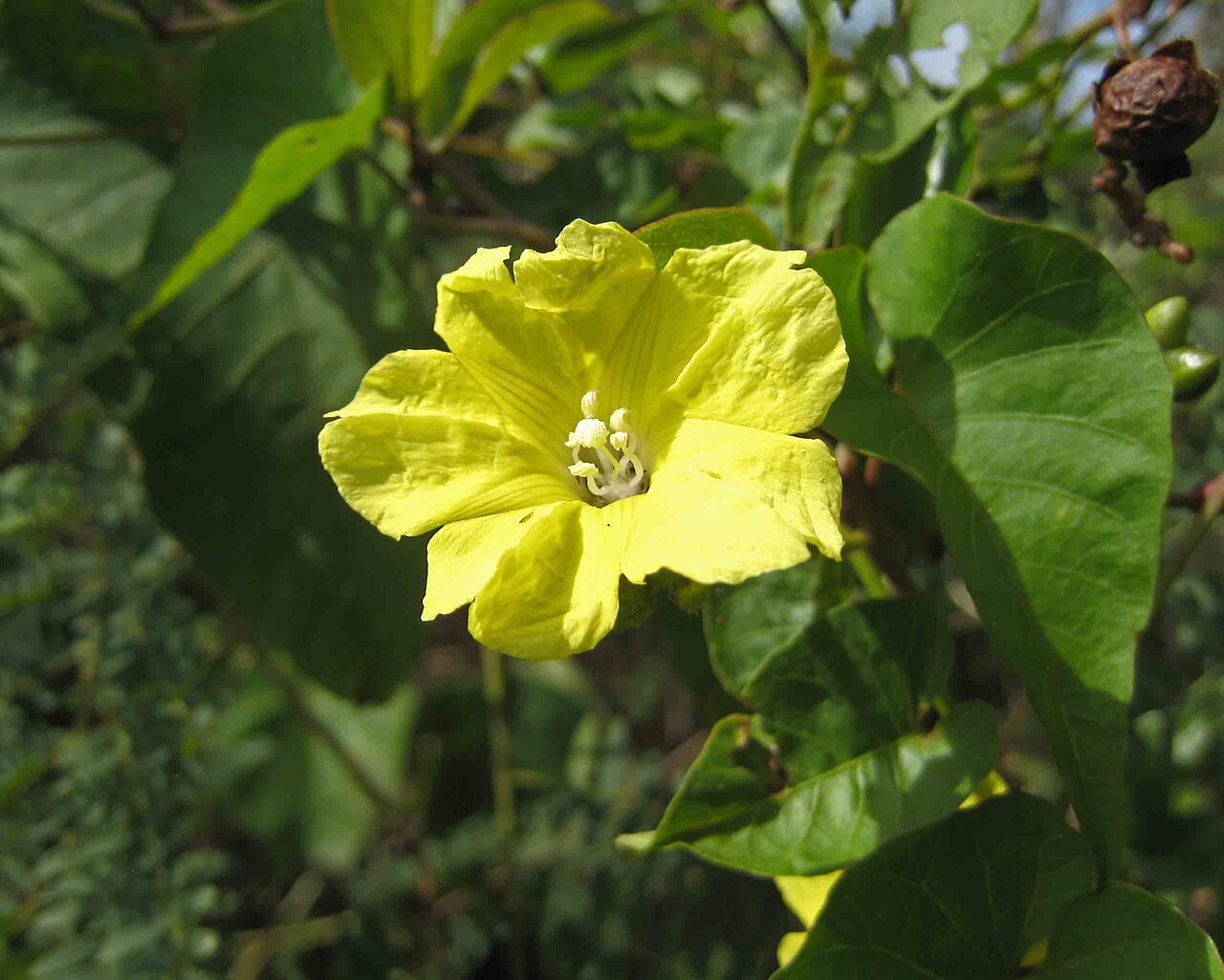 Merremia gemella