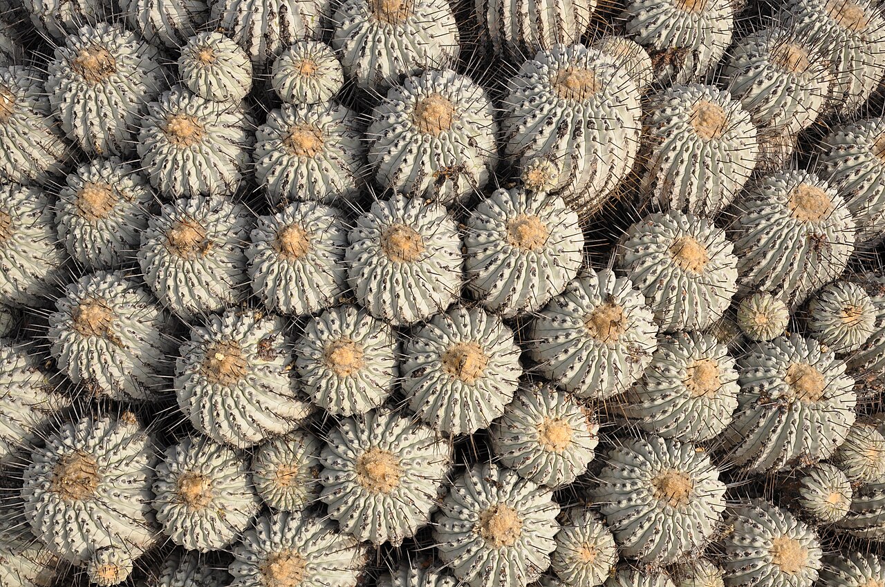 Copiapoa dealbata