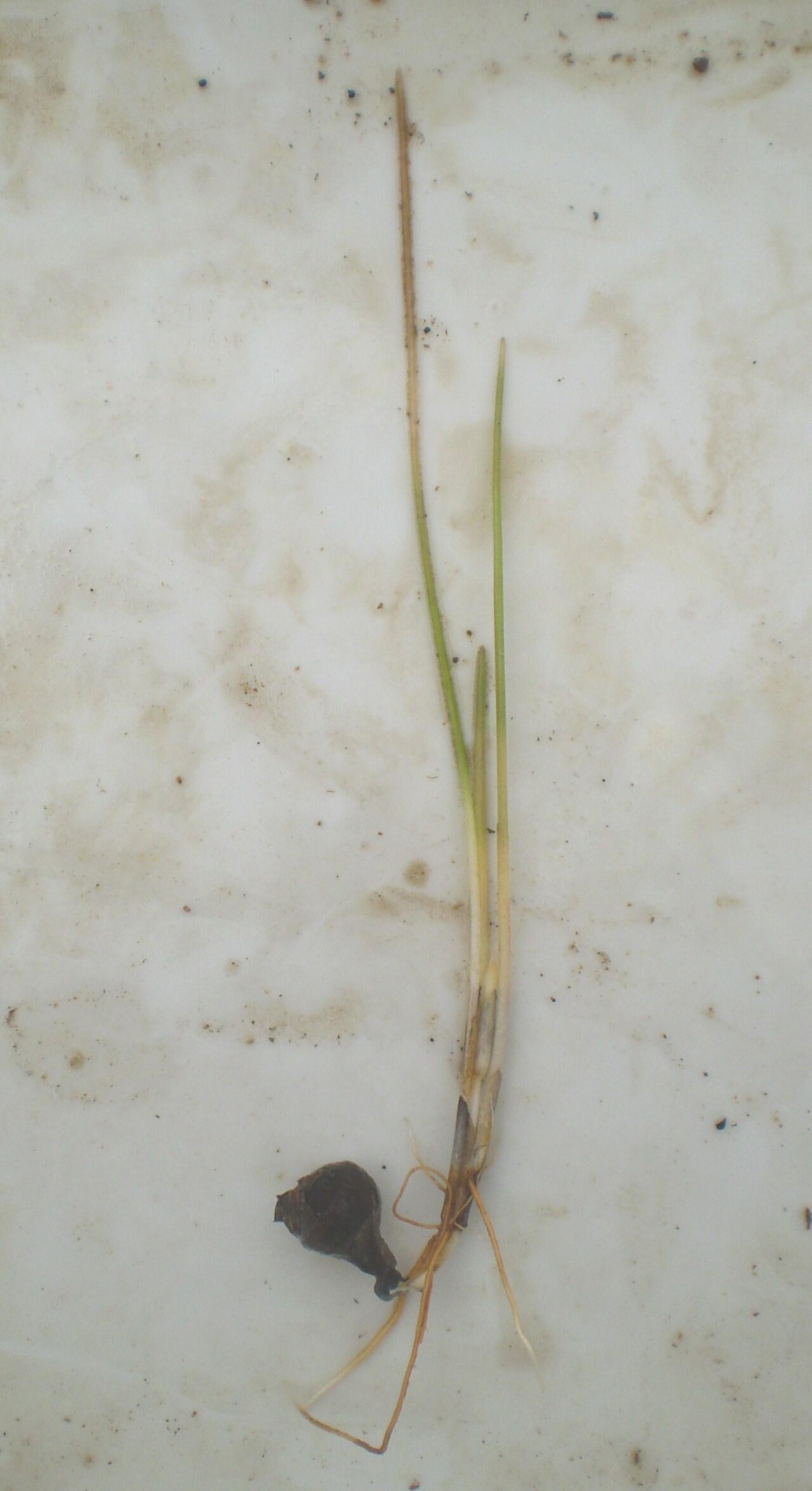 Eleocharis kuroguwai