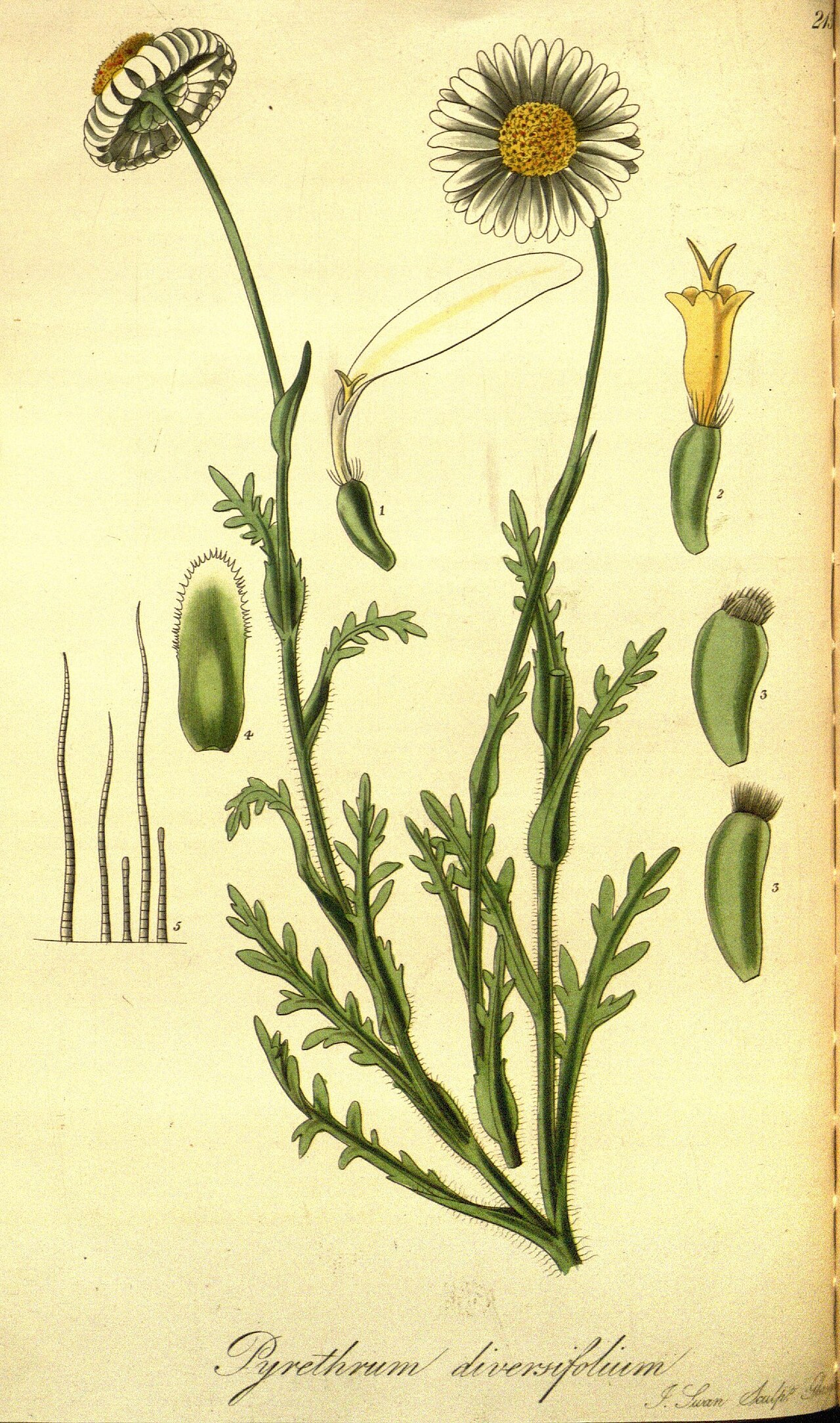 Brachyscome diversifolia