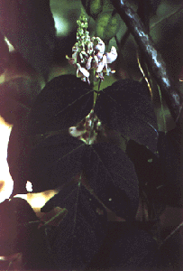 Apios priceana
