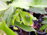 Desmos chinensis