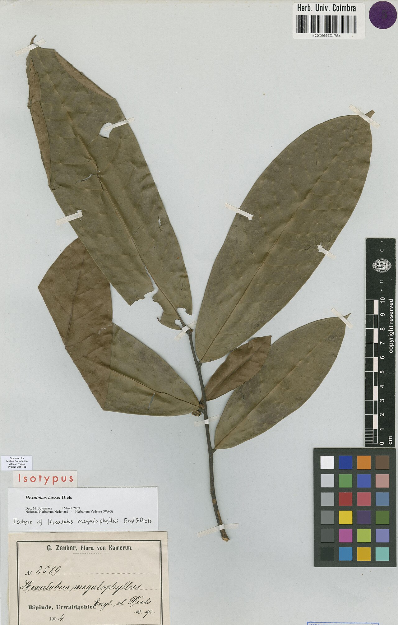 Hexalobus bussei