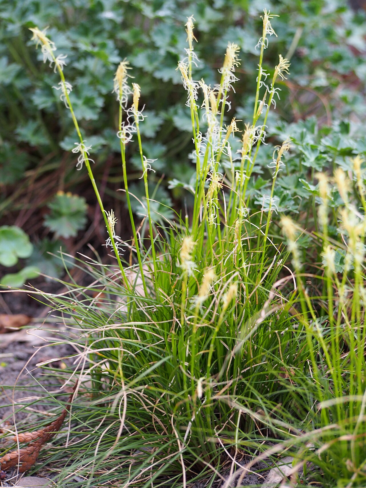 Carex umbrosa