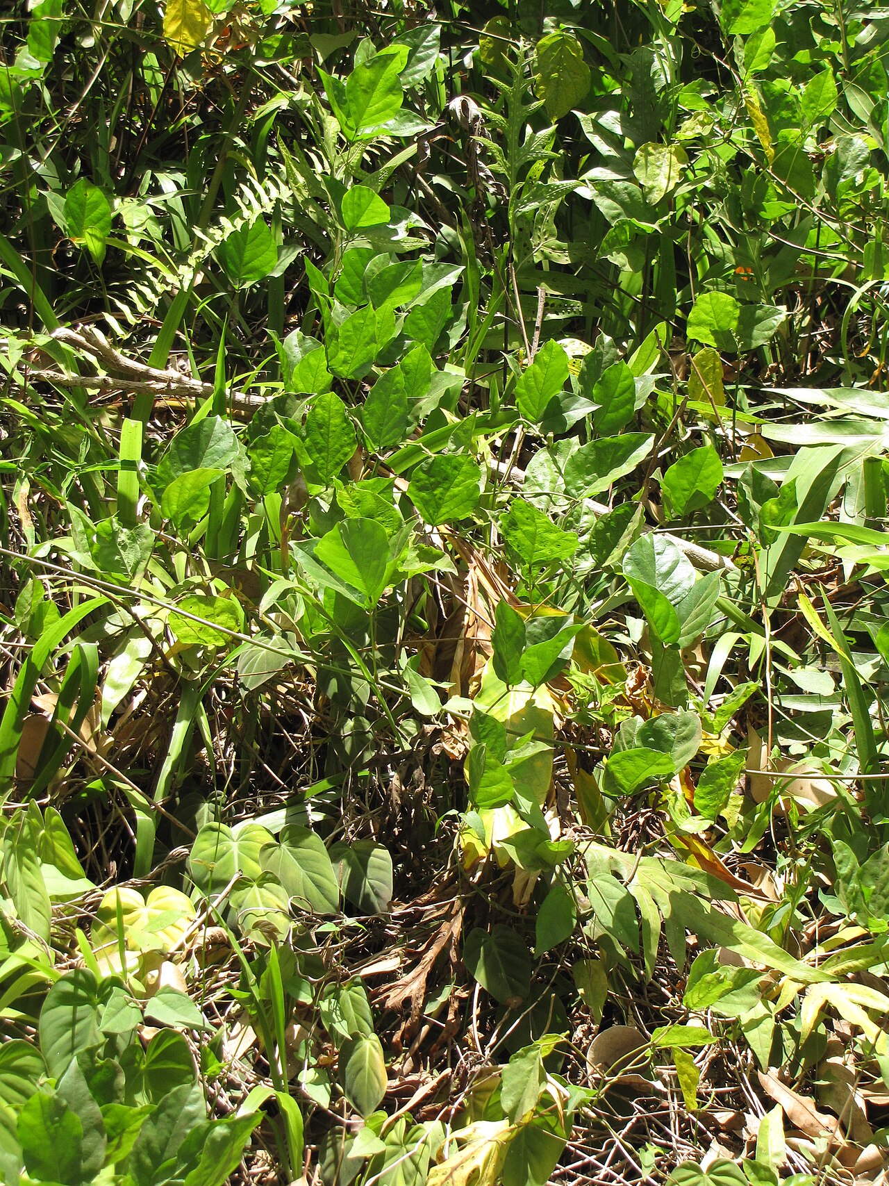 Canavalia cathartica