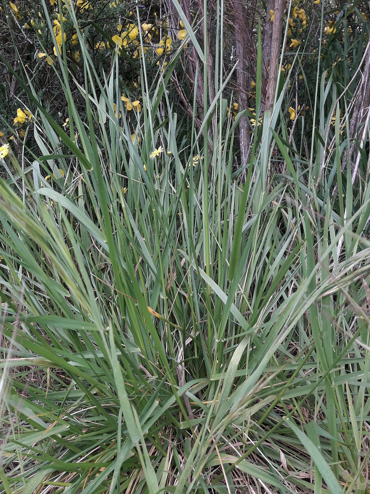 Bromus diandrus