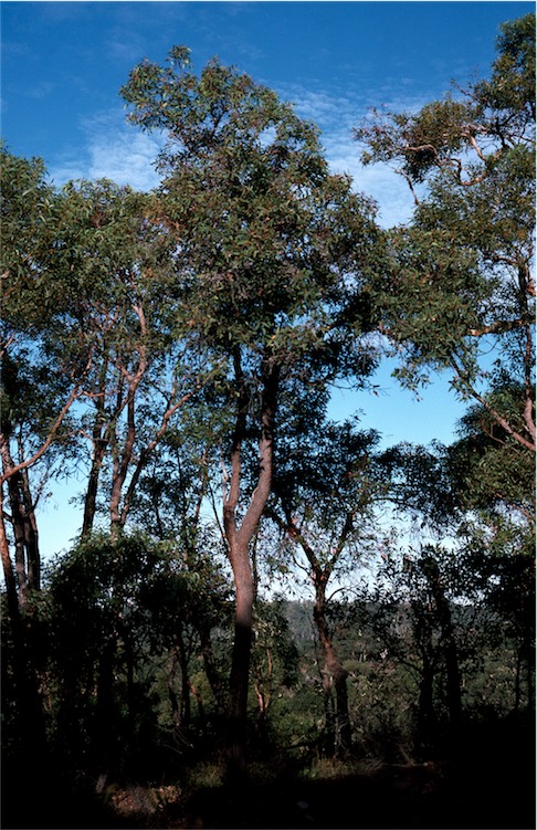 Corymbia haematoxylon