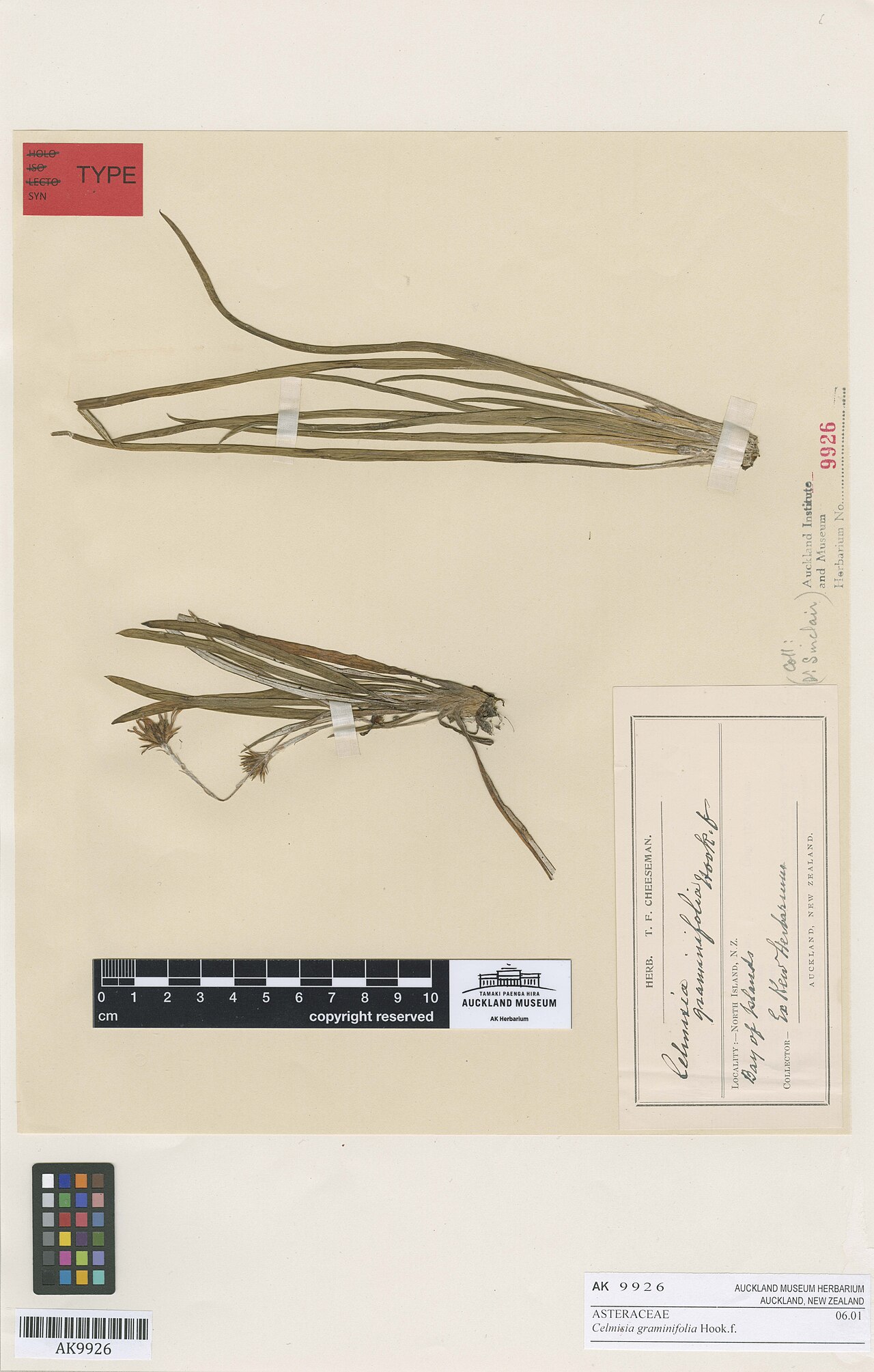 Celmisia graminifolia