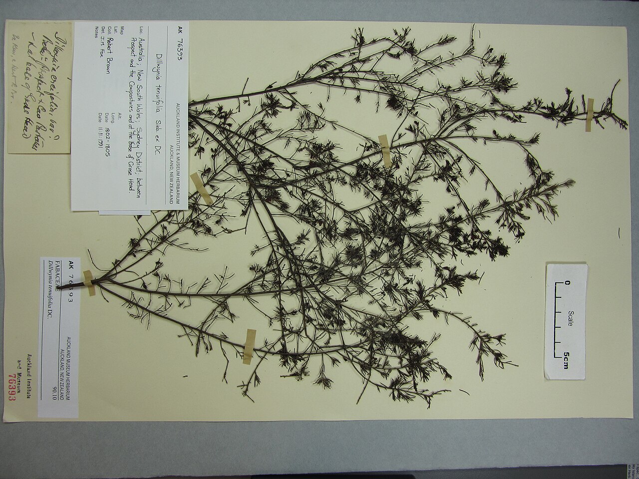 Dillwynia tenuifolia
