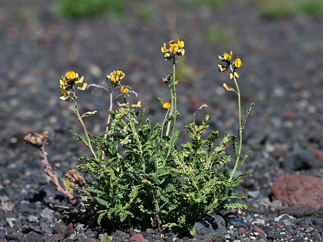 Adesmia emarginata