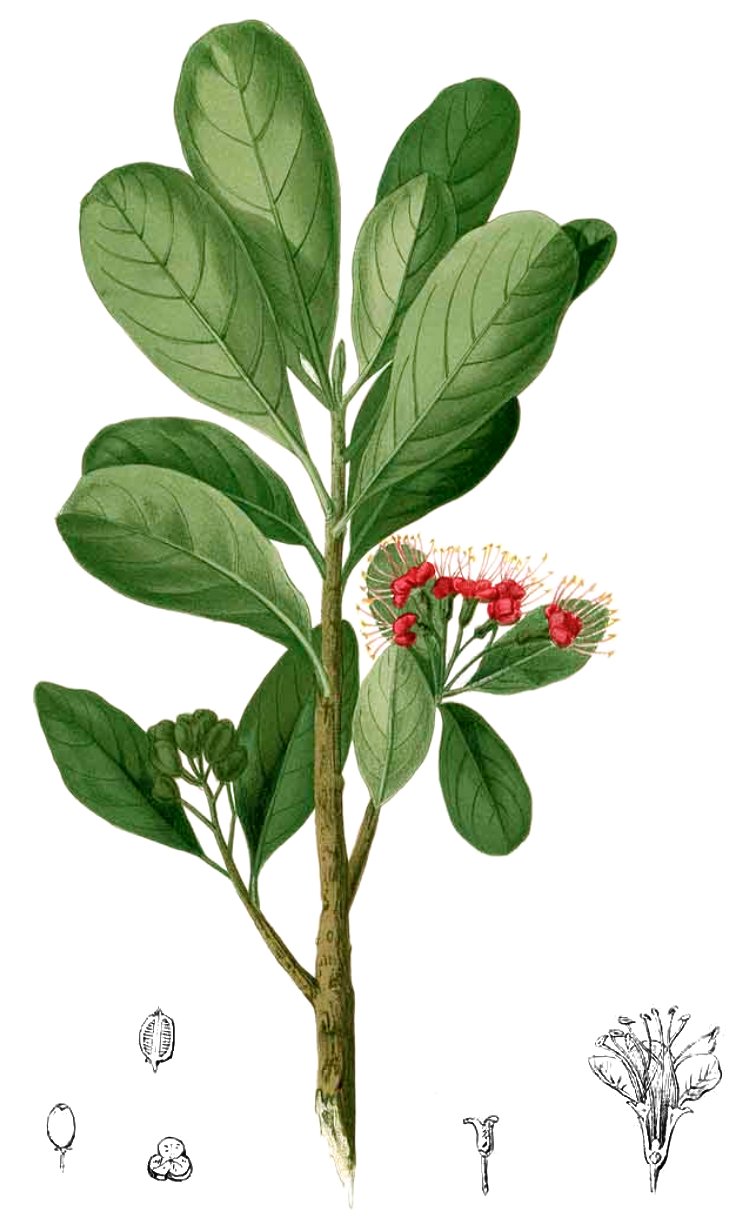 Xanthostemon verdugonianus