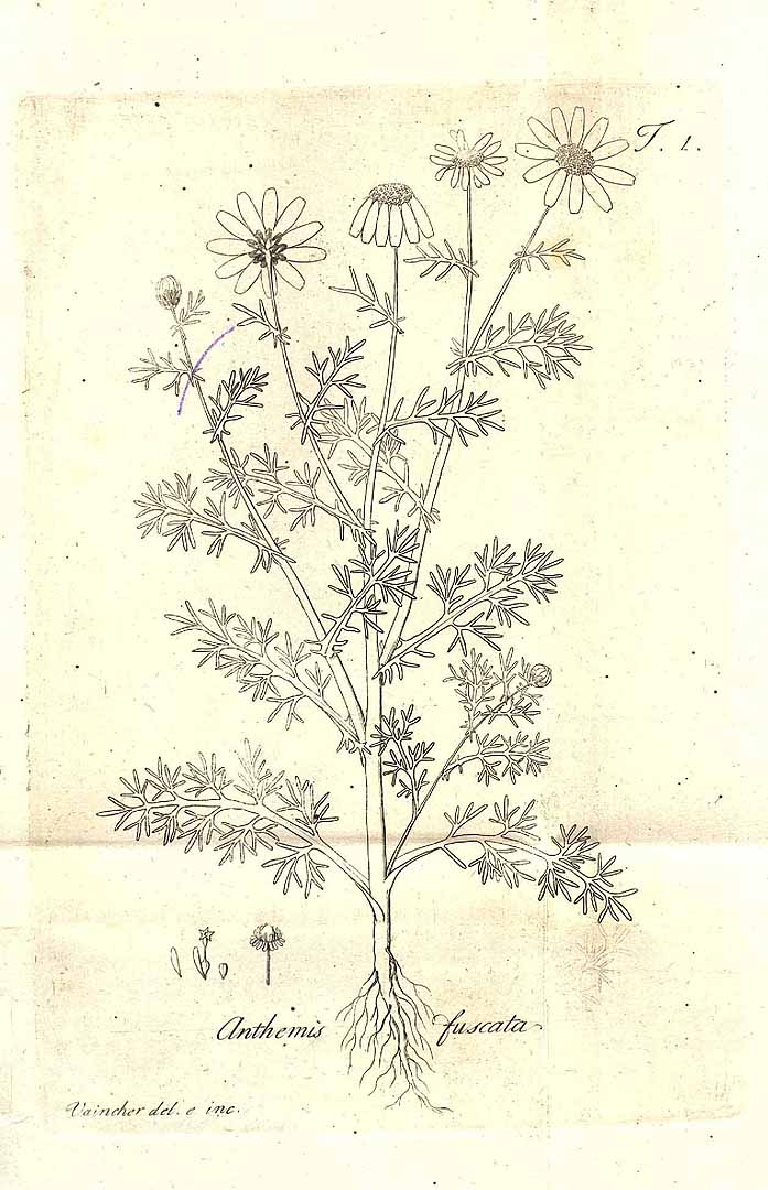 Dusky dogfennel or dark chamomile