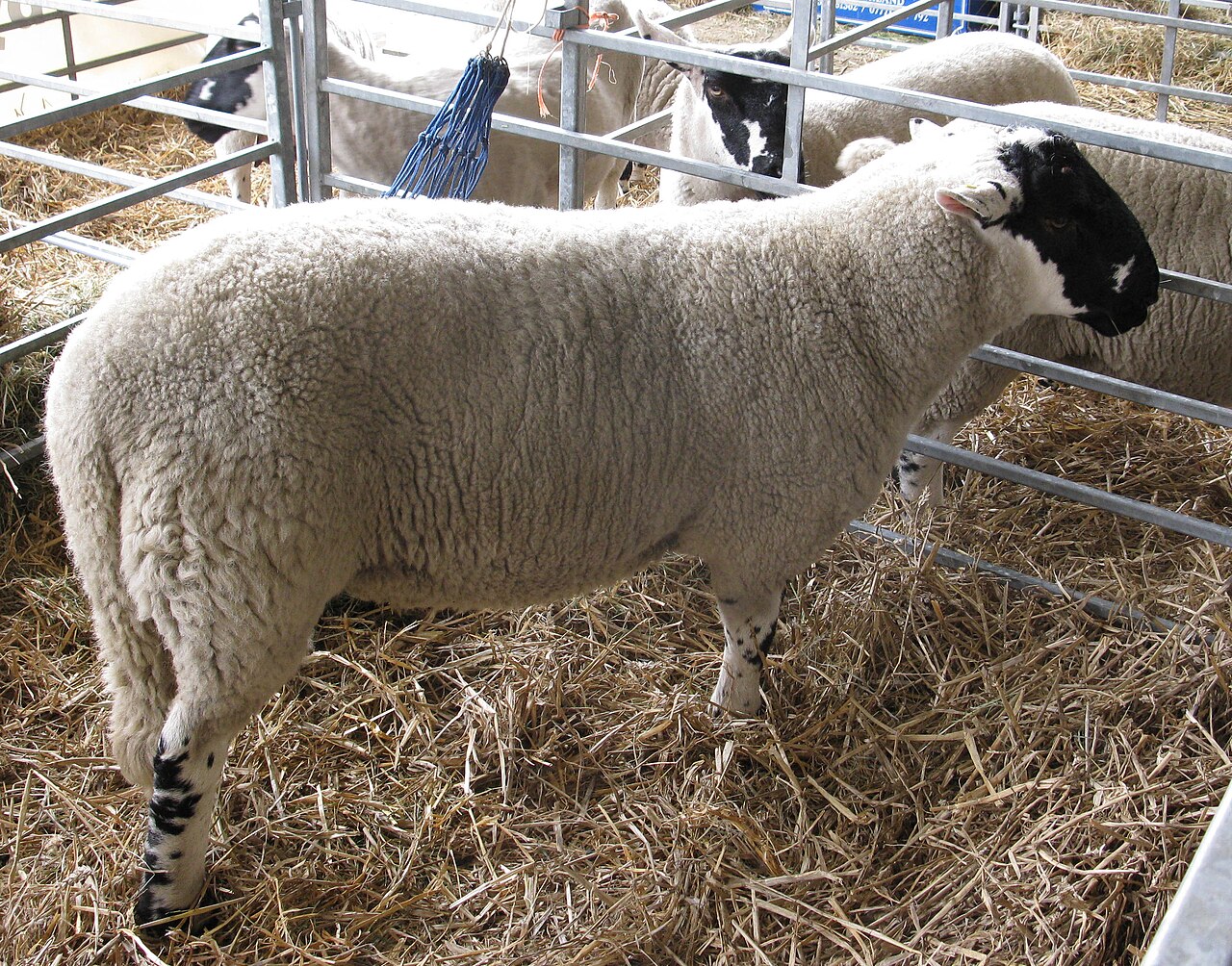 Derbyshire Gritstone