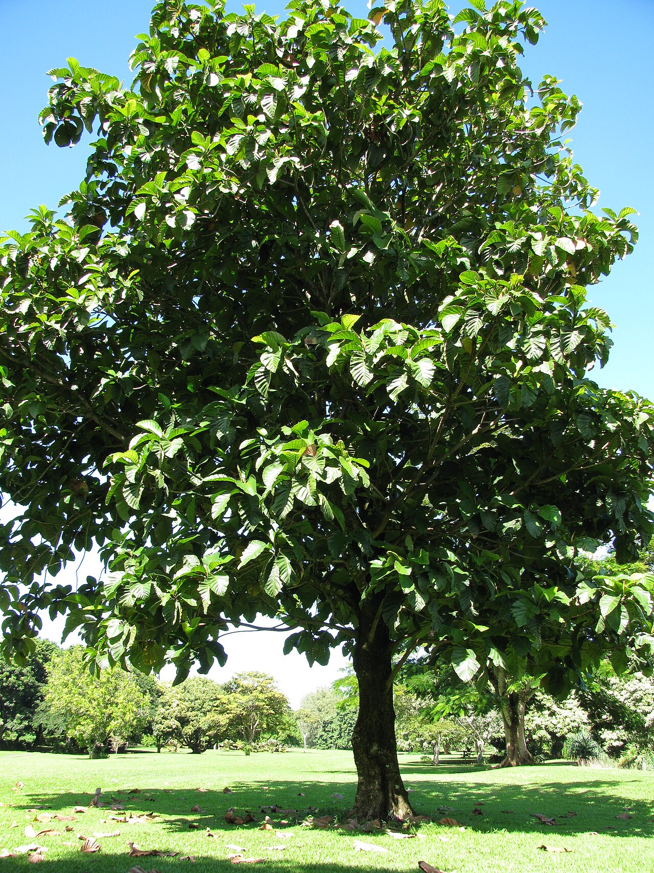 Artocarpus sericicarpus
