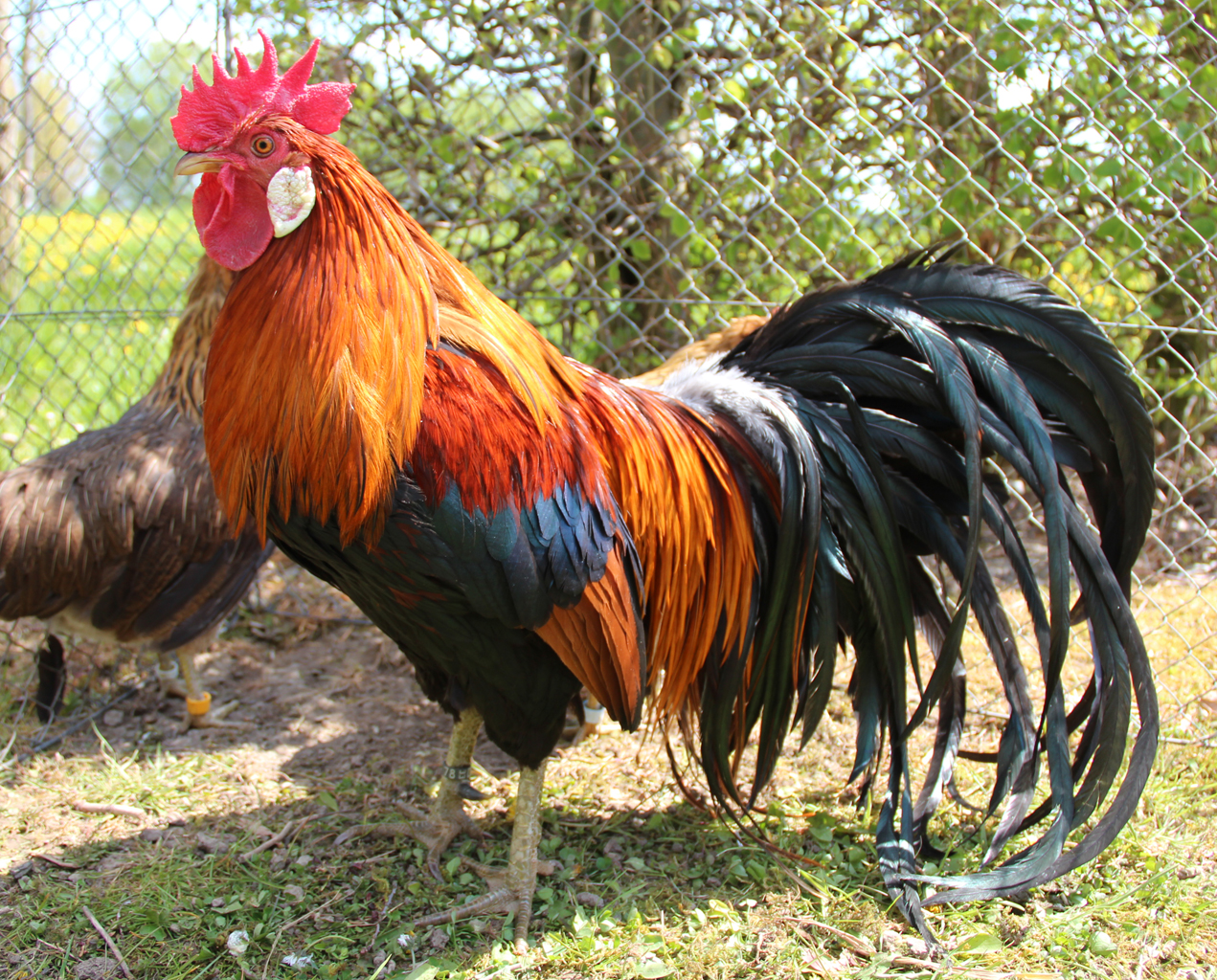 Totenko
