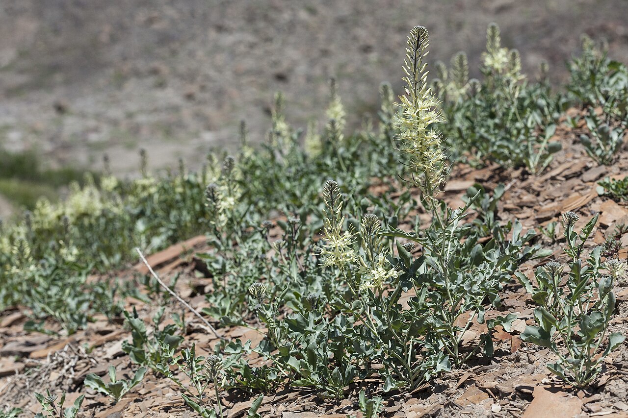 Stanleya albescens