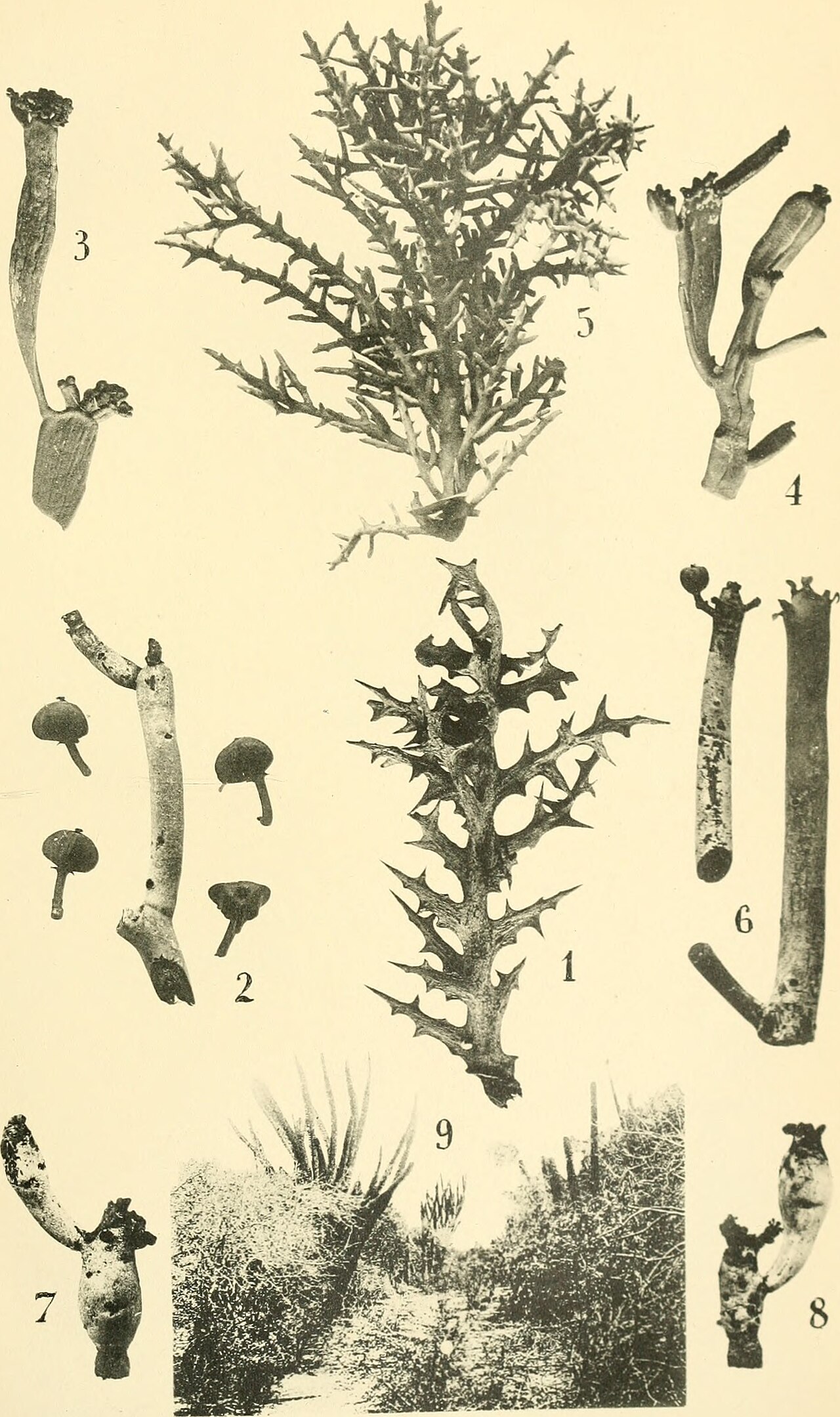 Euphorbia decorsei