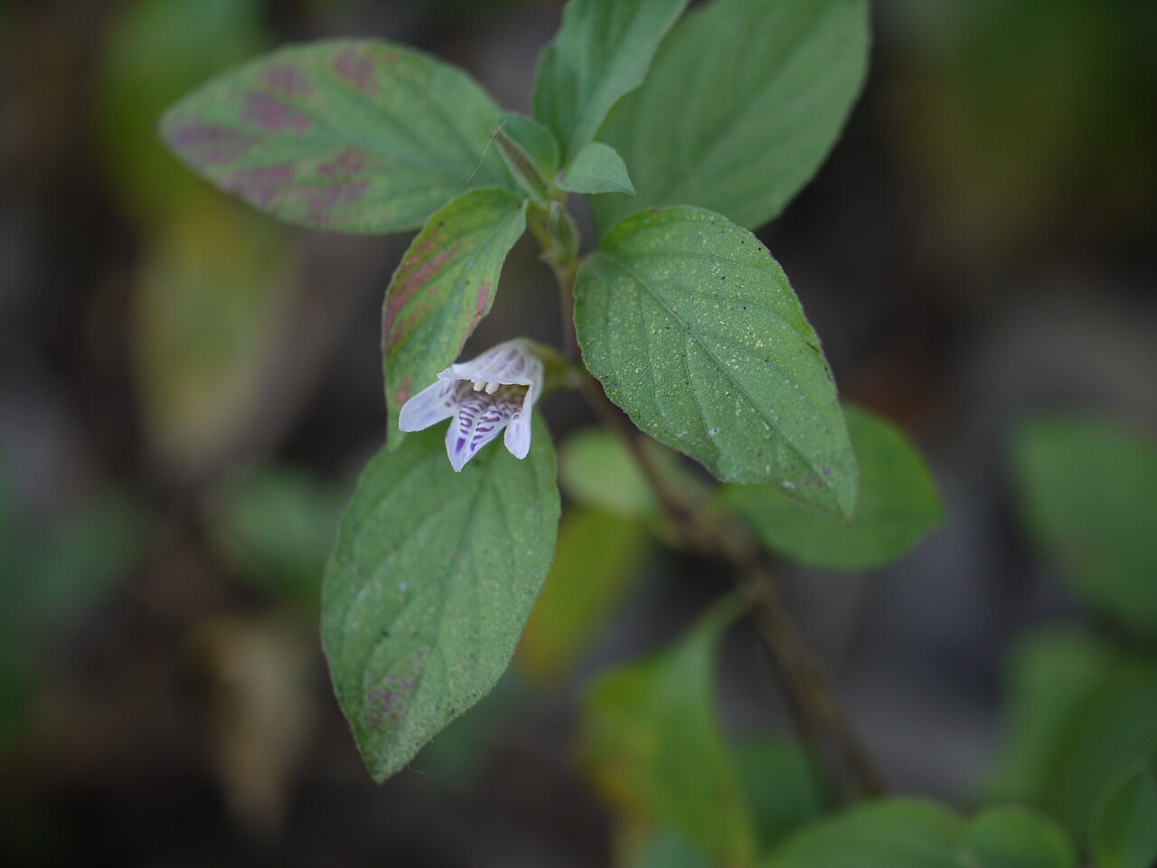 Dyschoriste dalzellii
