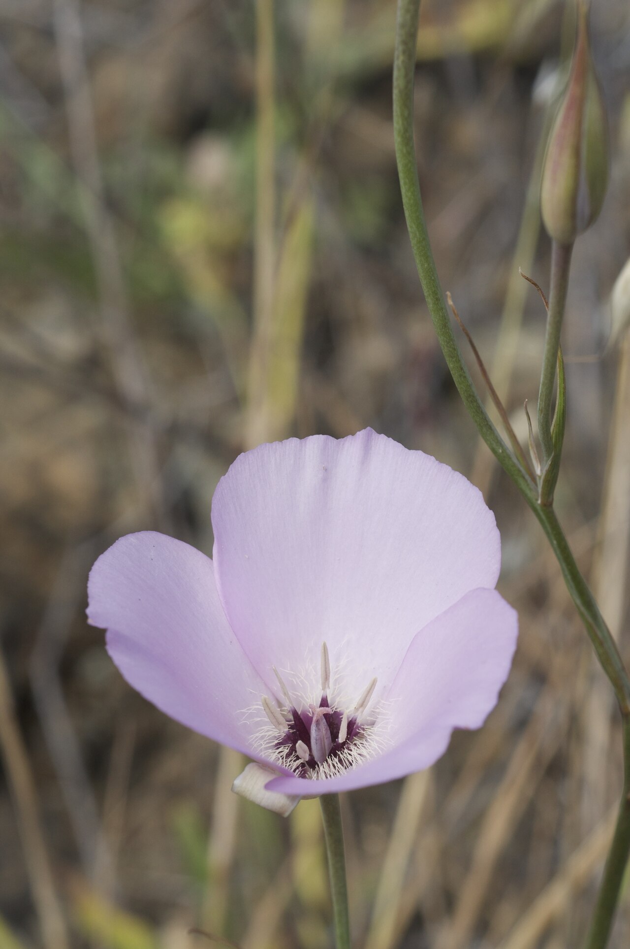 Calochortus splendens