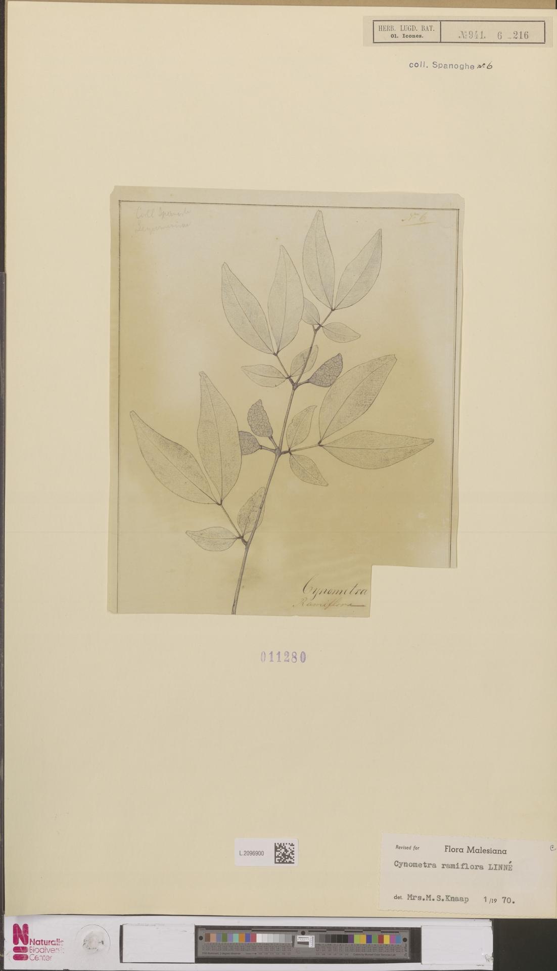 Cynometra ramiflora