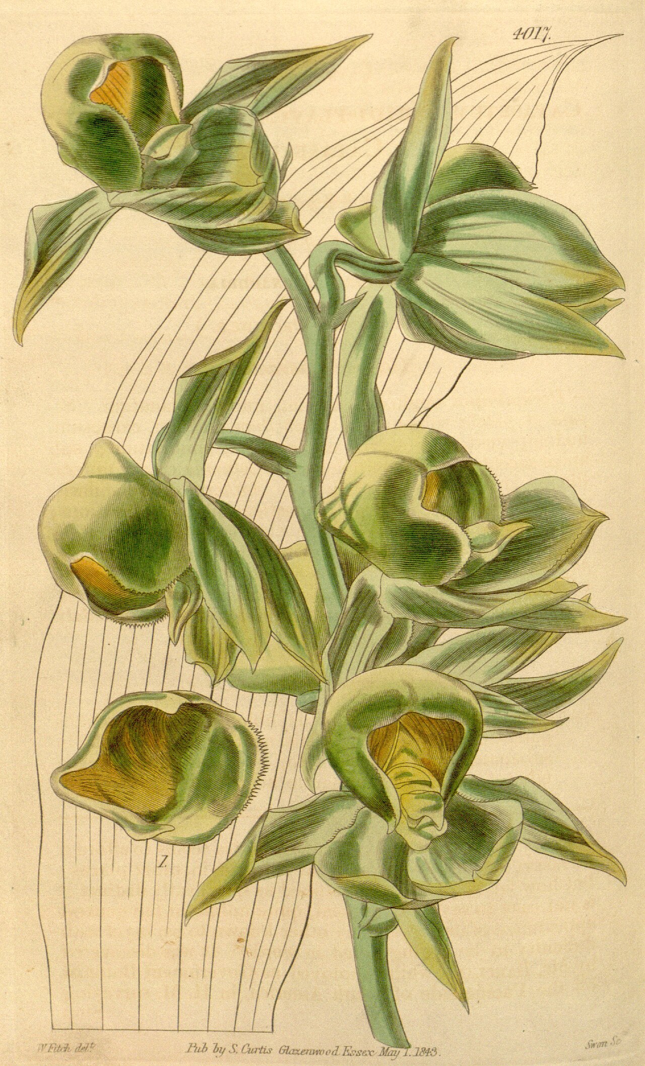 Catasetum viridiflavum