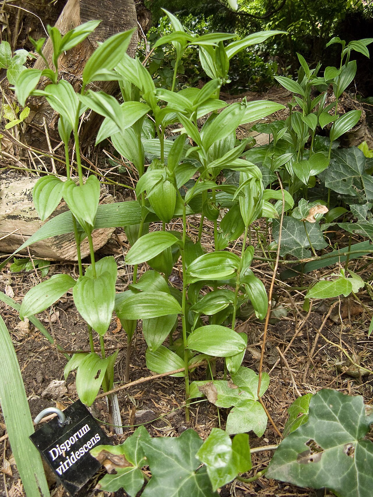 Disporum viridescens