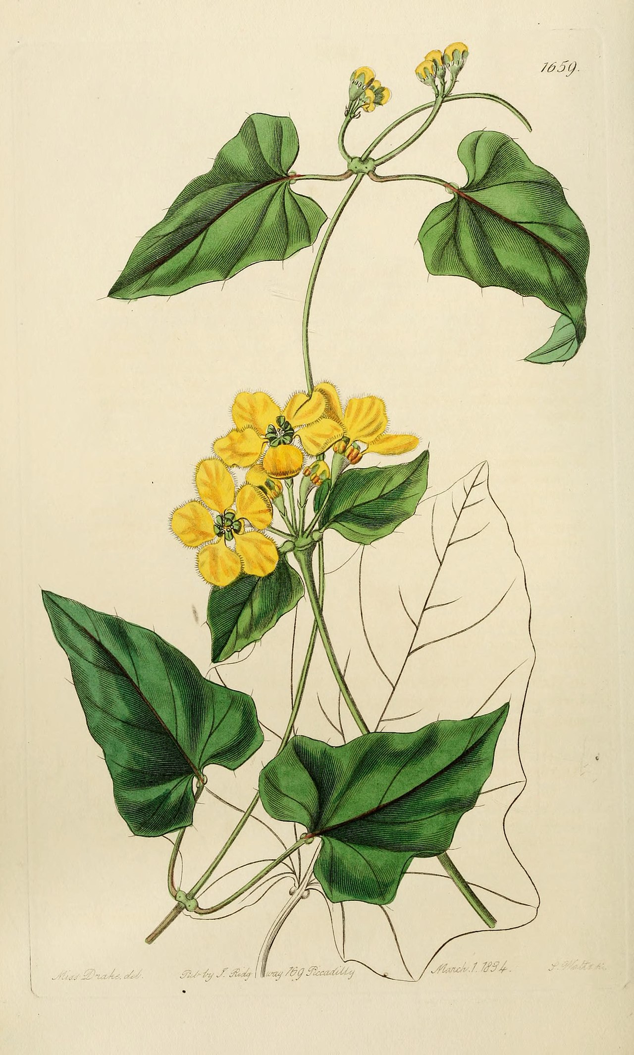 Stigmaphyllon auriculatum
