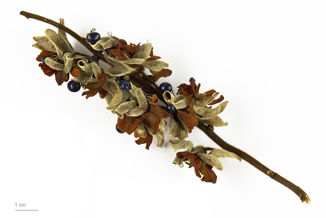 Rhynchosia hirta