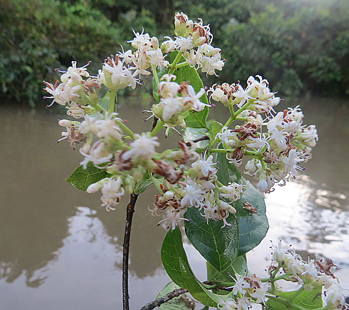 Bothriospora